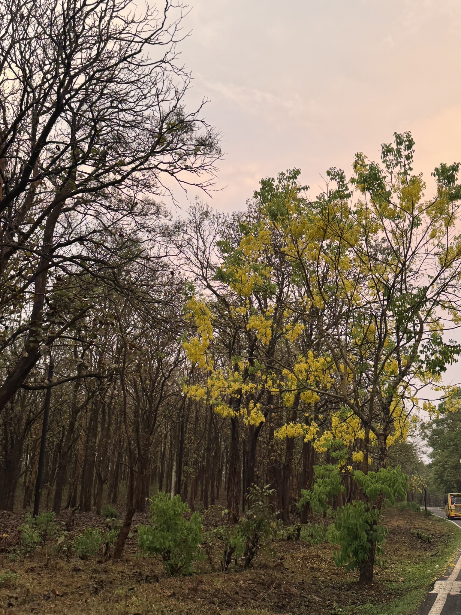 Sunset over bandipur