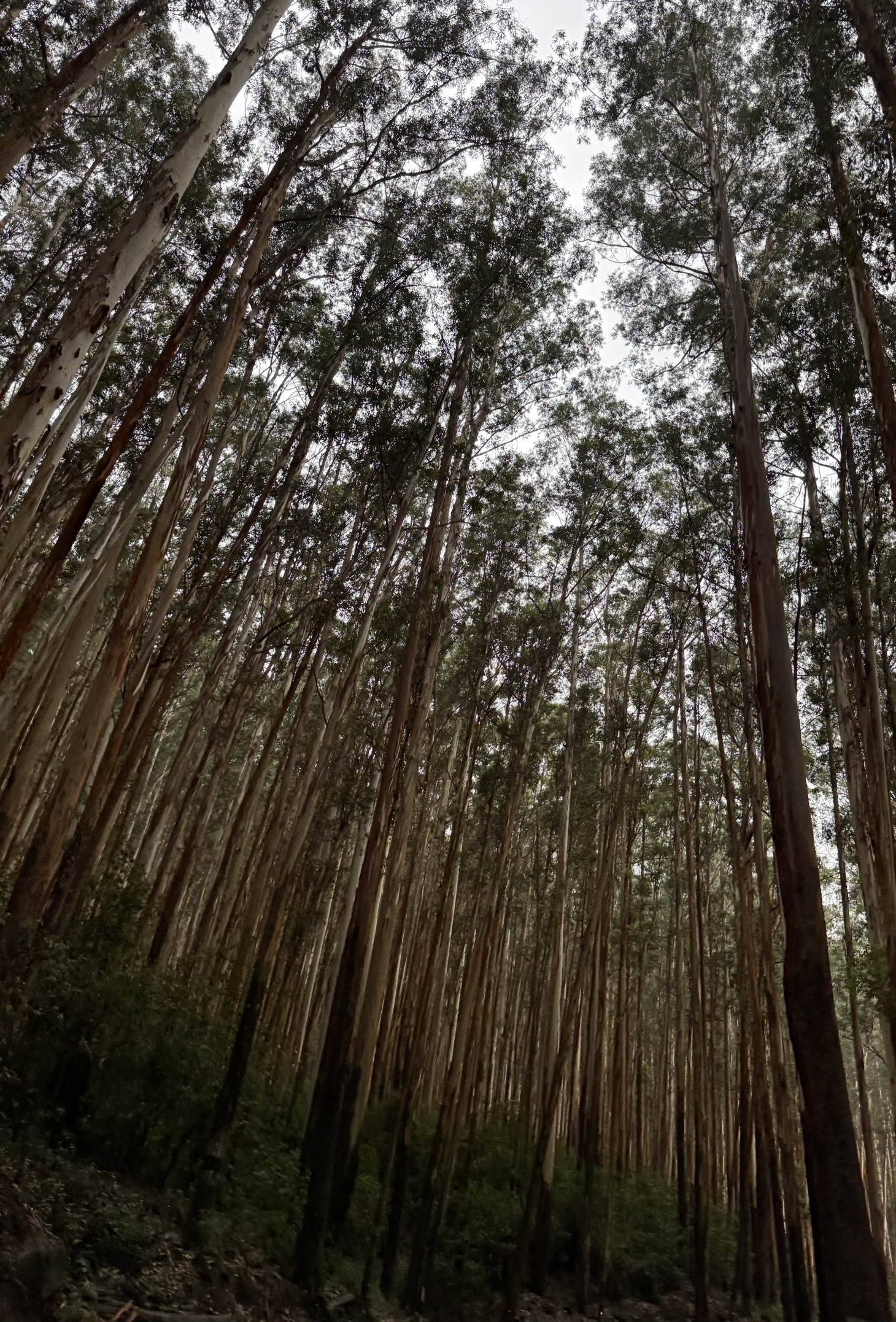 Tall nilgiri trees
